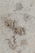 Eliza Pave Earrings Silver Diamante
